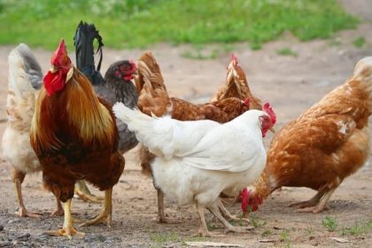 chickens
