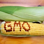 GMO