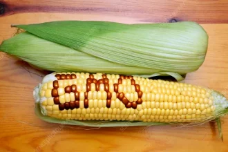 GMO