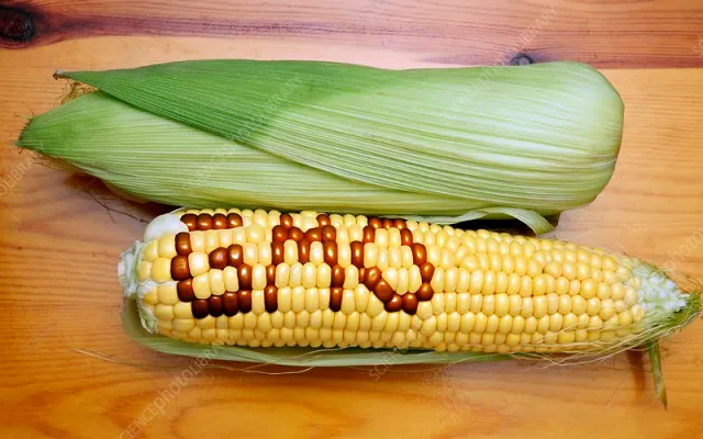 GMO