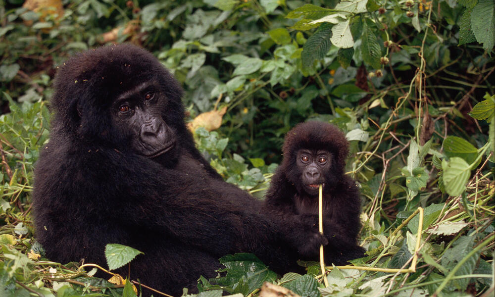 congolese