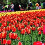 Tulip Garden