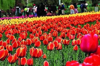 Tulip Garden