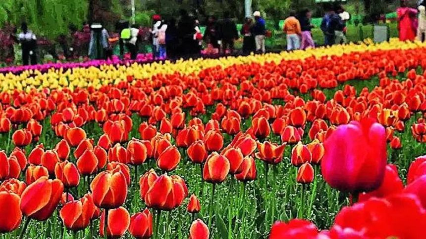 Tulip Garden