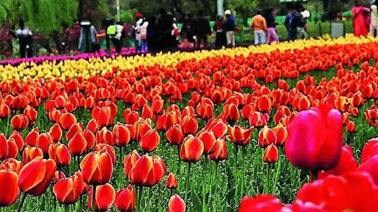 Tulip Garden